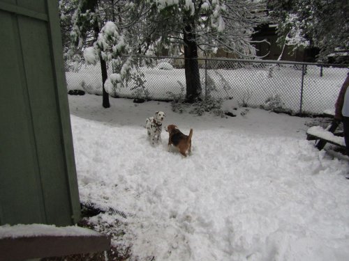 Dixie and Blake playing in snow